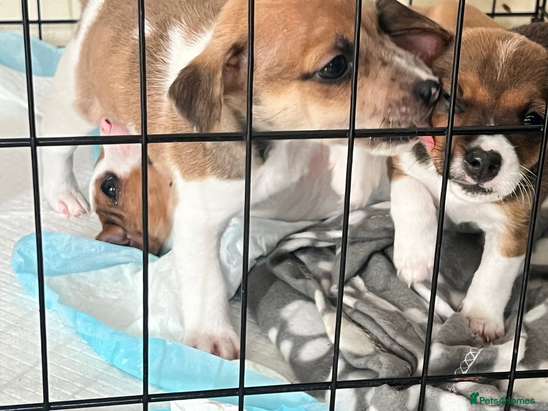 Mixed Breed dogs for sale: Jack russel/terrier puppies - Image 9