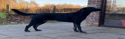 Labrador Retriever dogs for sale: 8 labrador puppies  in Sandbach - Advert 1