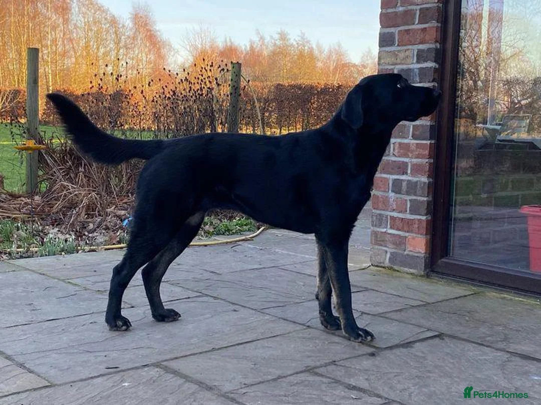 Labrador Retriever dogs for sale: 8 labrador puppies  in Sandbach - Advert 1