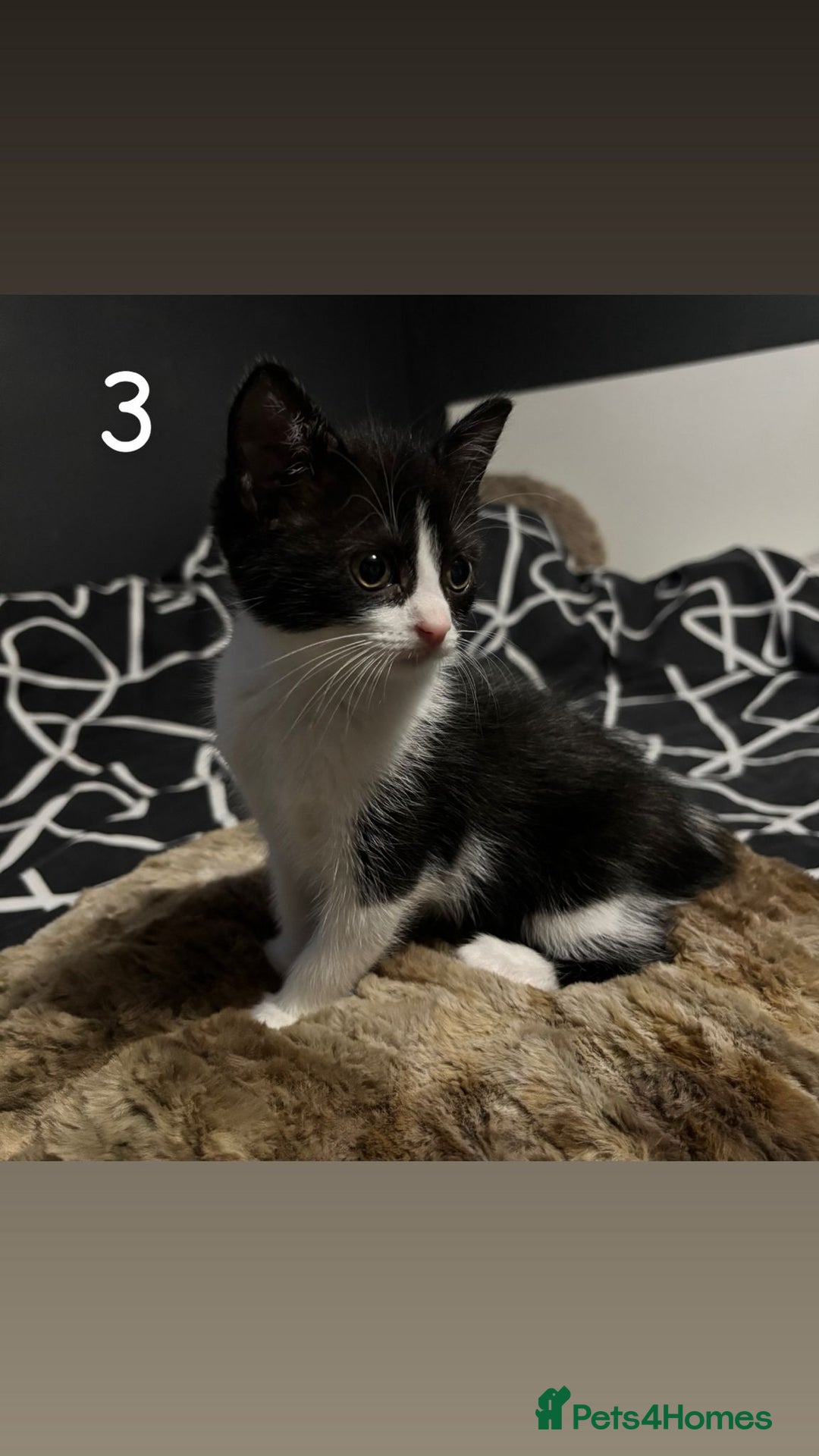 Mixed Breed cats for sale: Girl  - Image 2