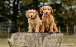 Mini Goldendoodle dogs for sale: F1 pups by POLICE Dog Trainer / Council Licensed  - Image 8