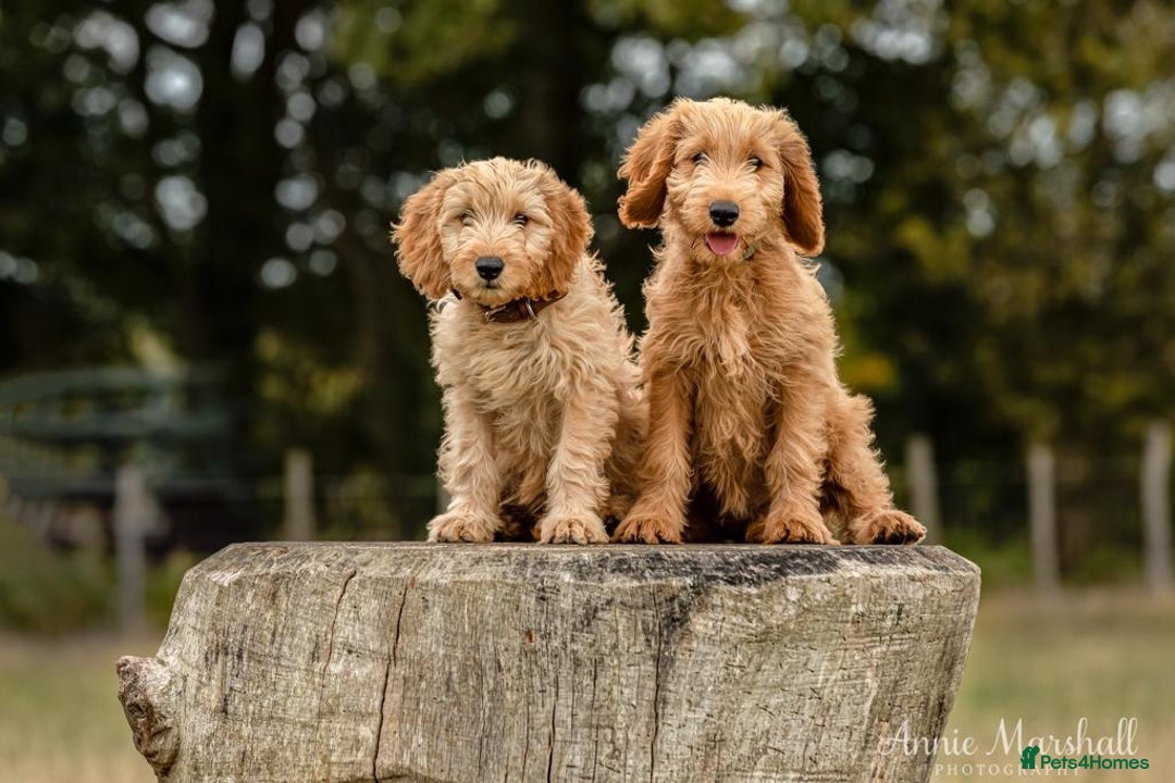 Mini Goldendoodle dogs for sale: F1 pups by POLICE Dog Trainer / Council Licensed  - Image 8