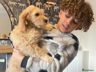 Mixed Breed dogs Beautiful golden doodles (Golden cockapoos) - Advert 13