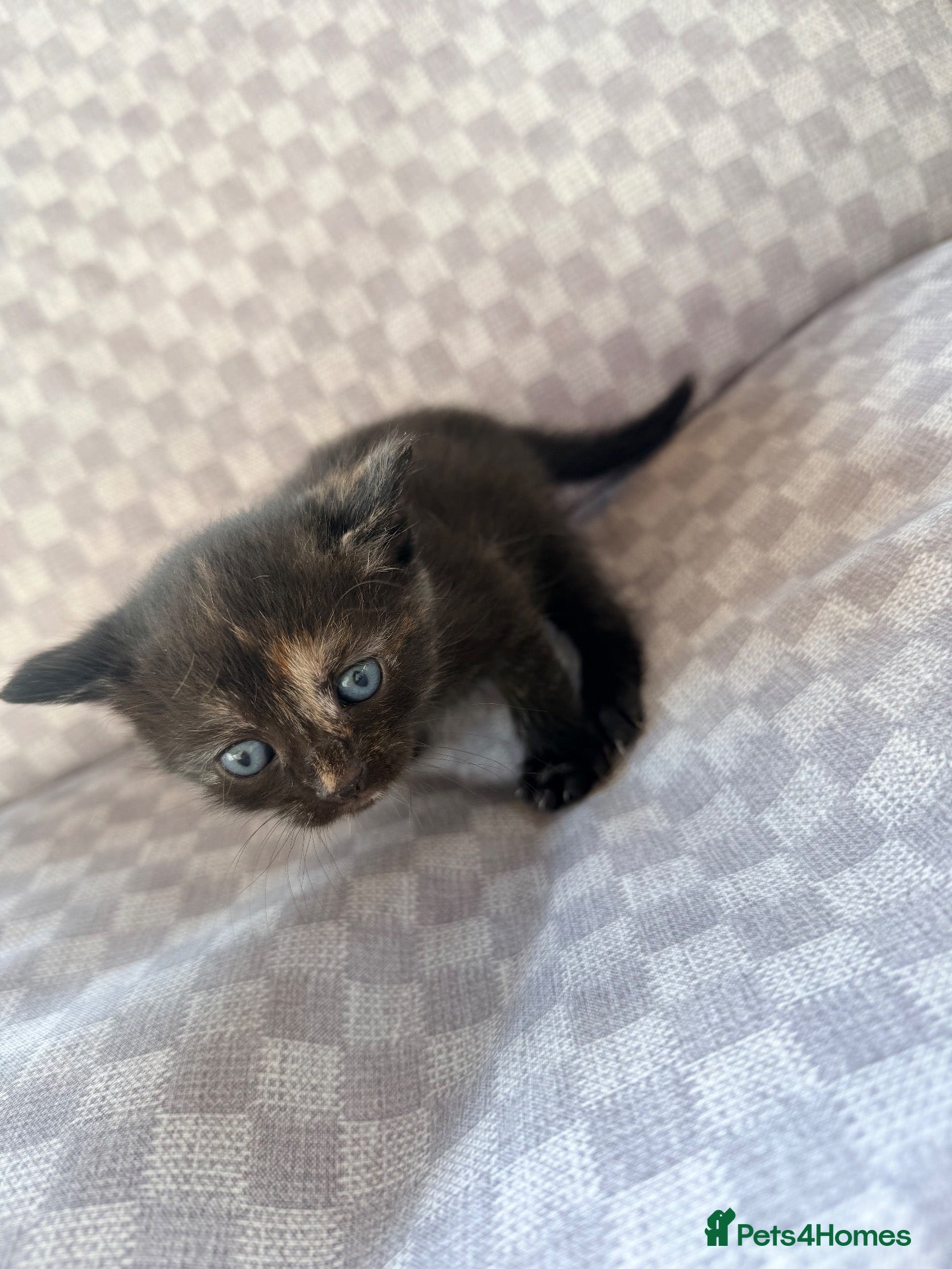 Mixed Breed cats Female tri colour kitten  - Advert 1