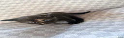 Mixed Breed cats for sale: Female tri colour kitten  - Advert 1