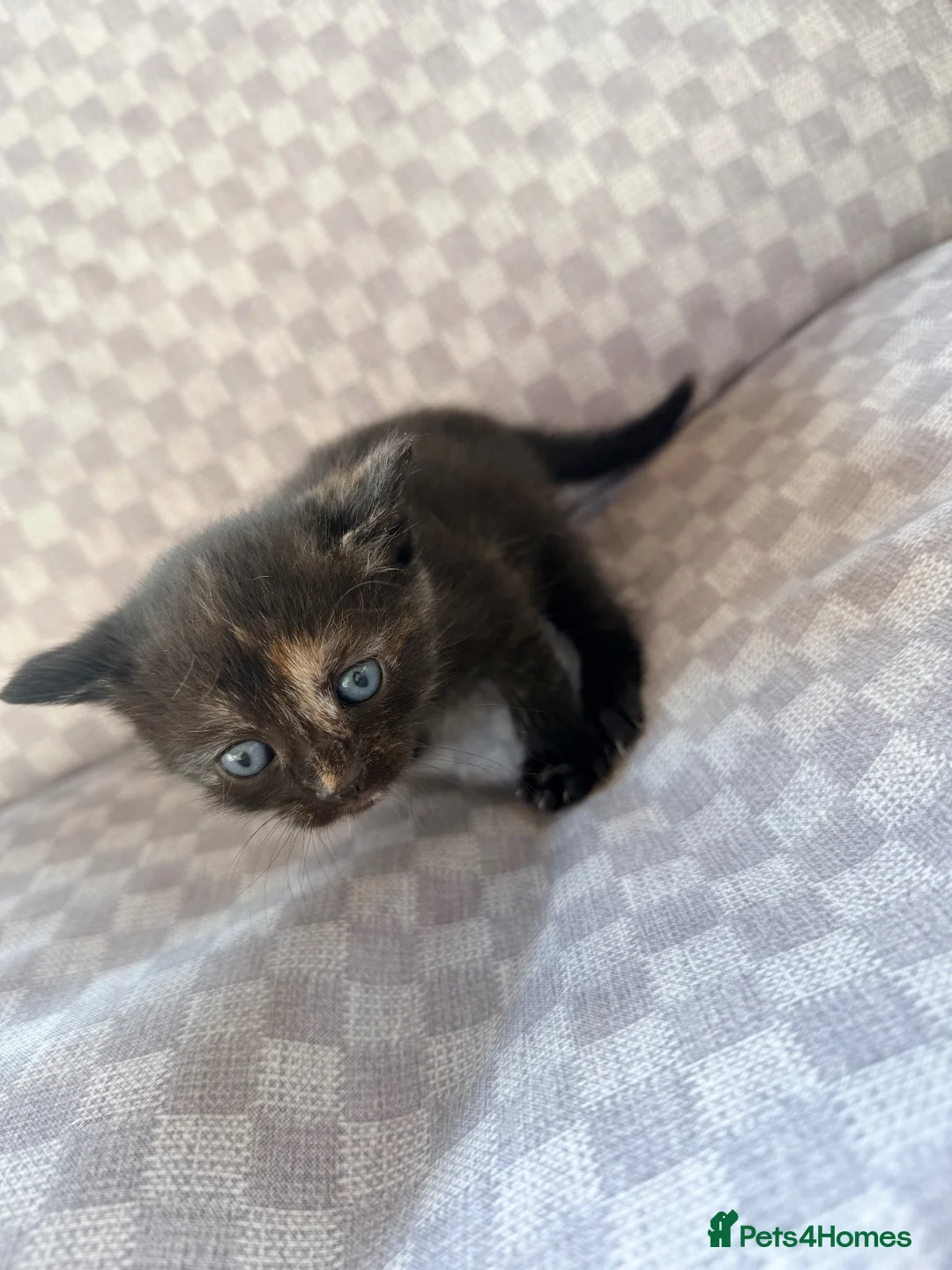 Mixed Breed cats for sale: Female tri colour kitten  - Advert 1