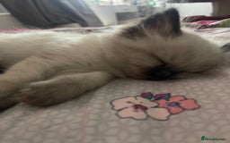 Ragdoll cats for sale: 🩵 Beautiful Ragdoll Kittens Ready at 12 Weeks! 🩵 - Image 37