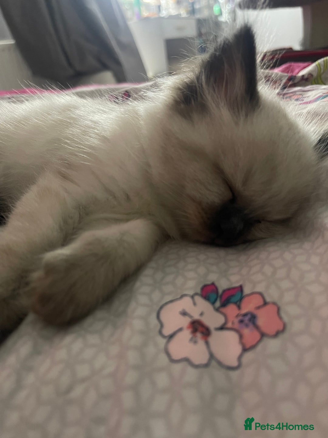Ragdoll cats for sale: 🩵 Beautiful Ragdoll Kittens Ready at 12 Weeks! 🩵 - Image 37