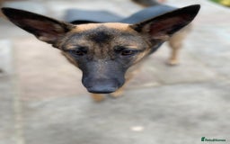 Mixed Breed dogs for adoption: Sikah is looking for her forever home  - Image 8