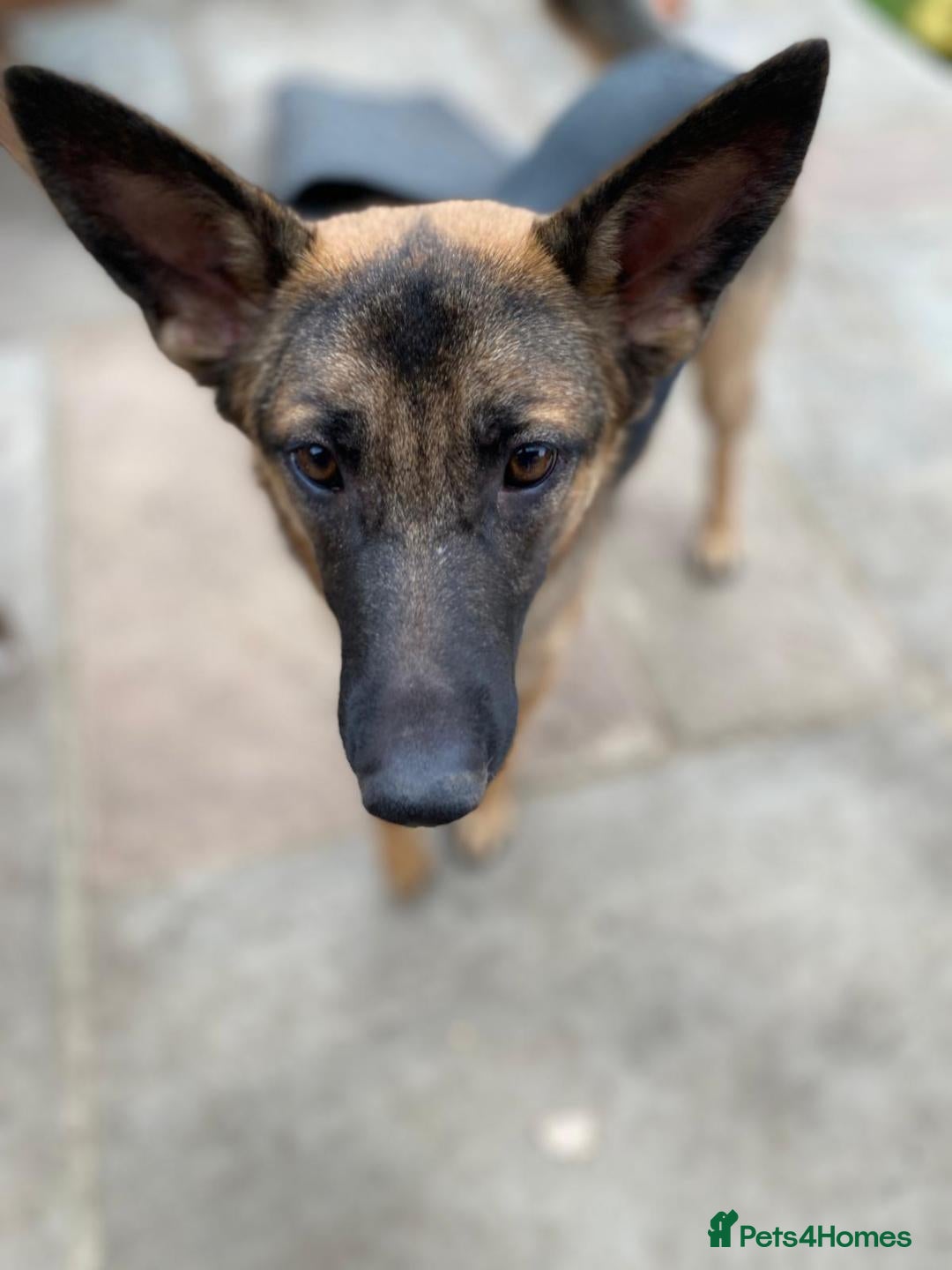 Mixed Breed dogs for adoption: Sikah is looking for her forever home  - Image 8