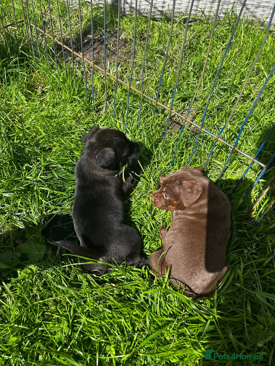 Mixed Breed dogs for sale: 3 Patterdale x Lakeland’s boys  - Advert 2