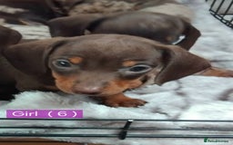 Miniature Dachshund dogs for sale: KC, PRA, STUNNING LITTER MIN,DASH😍 - Image 15