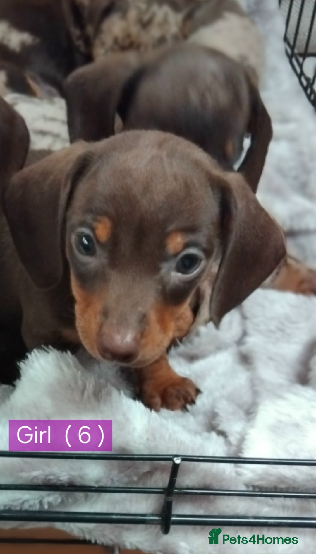 Miniature Dachshund dogs for sale: KC, PRA, STUNNING LITTER MIN,DASH😍 - Image 15