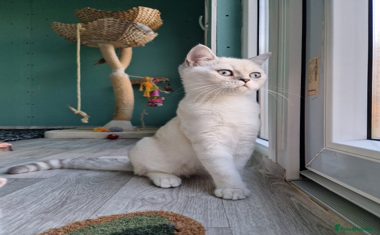 Scottish Fold cats - Advert 4