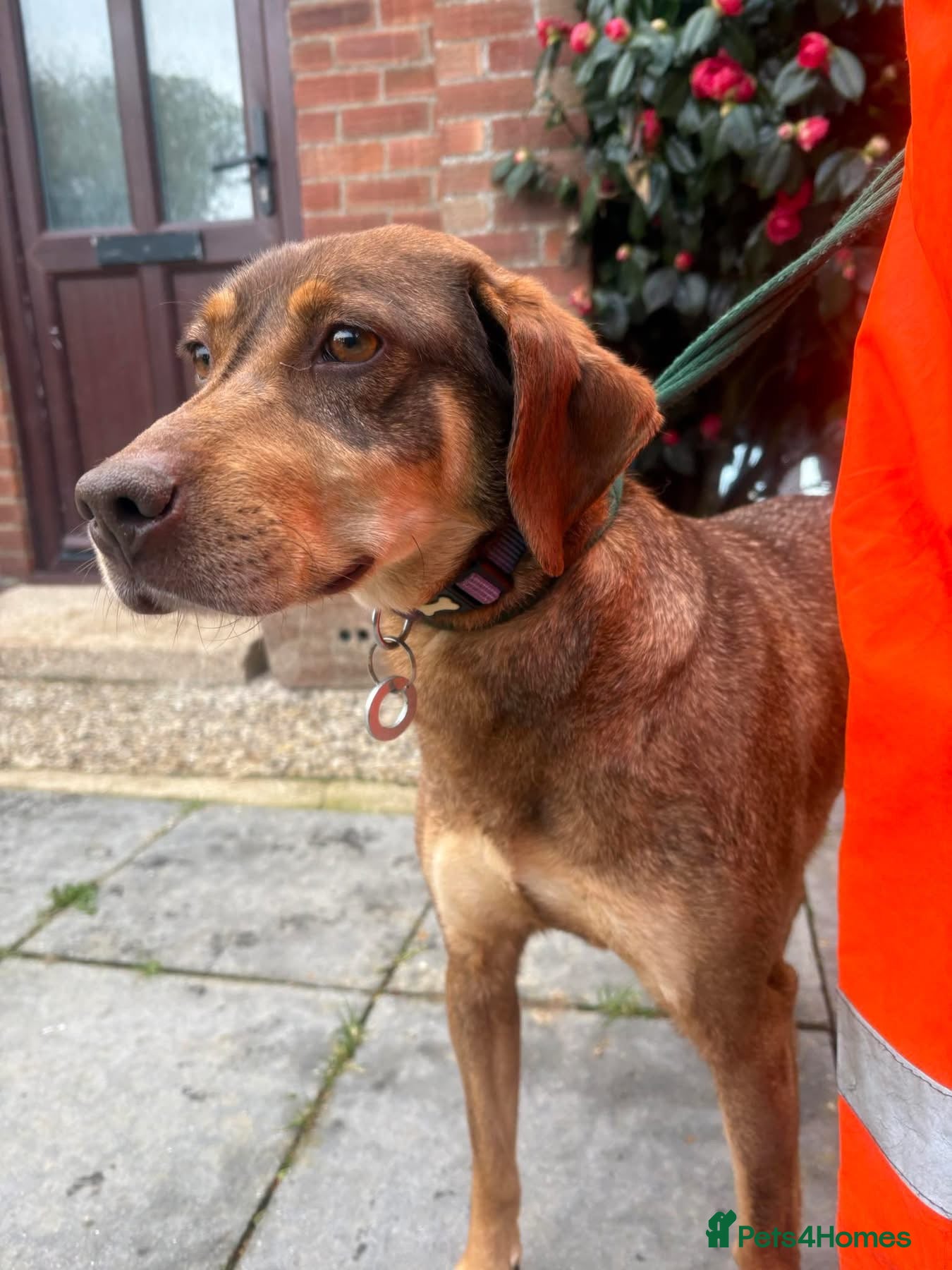 Mixed Breed dogs Sally - Norwich Norfolk  - Advert 1