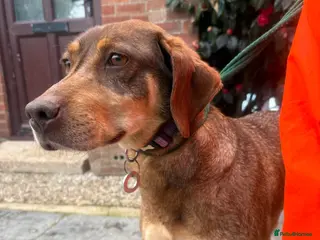 Mixed Breed dogs Sally - Norwich Norfolk - Advert 1