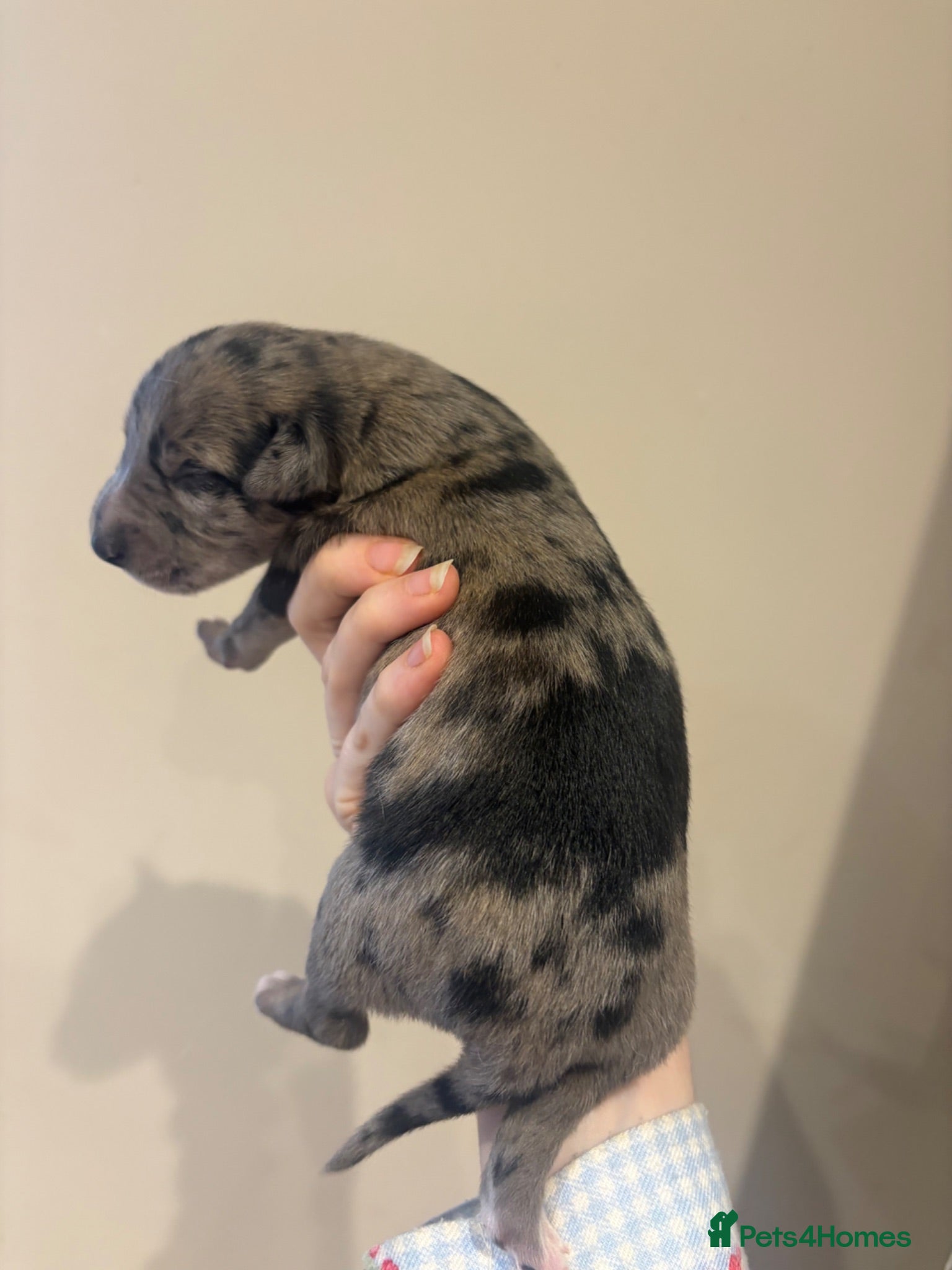 Mixed Breed dogs Whippet x lurcher pups - Advert 1