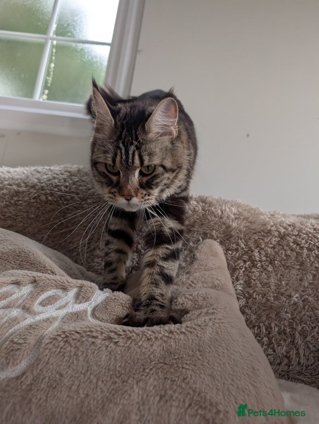 Maine Coon cats for sale: 2x Tica Maine coon sisters  - Advert 7