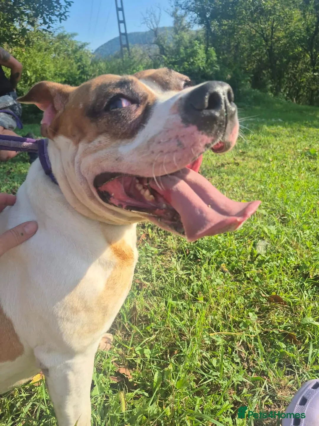 Staffordshire Bull Terrier dogs for adoption: Leia - Norwich Norfolk  - Advert 6