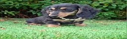 Dachshund dogs for sale: Stunning Long Coat Miniature Dachshund - Advert 8