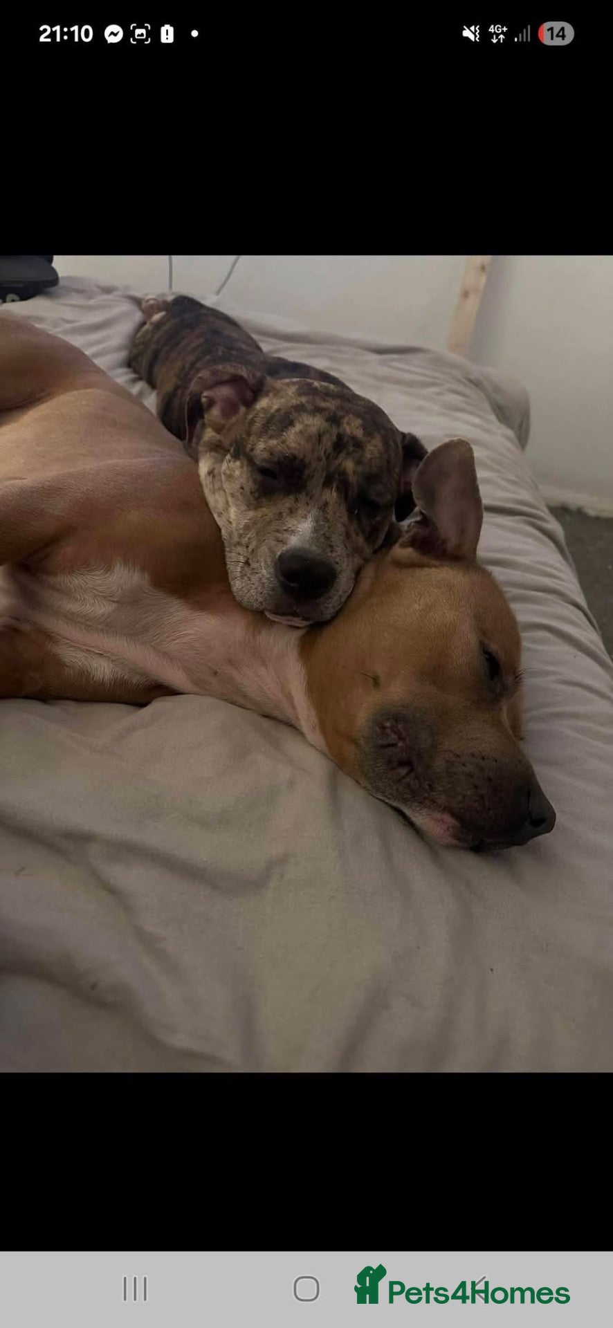 Staffordshire Bull Terrier dogs Staff puppies for sale  - Advert 1