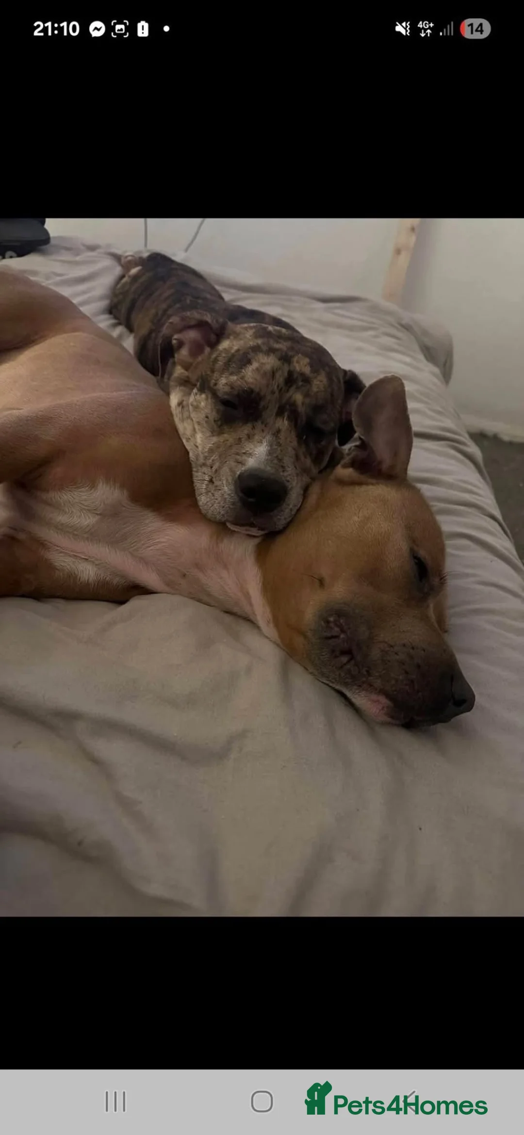 Staffordshire Bull Terrier dogs for sale: Staff puppies for sale  - Advert 1