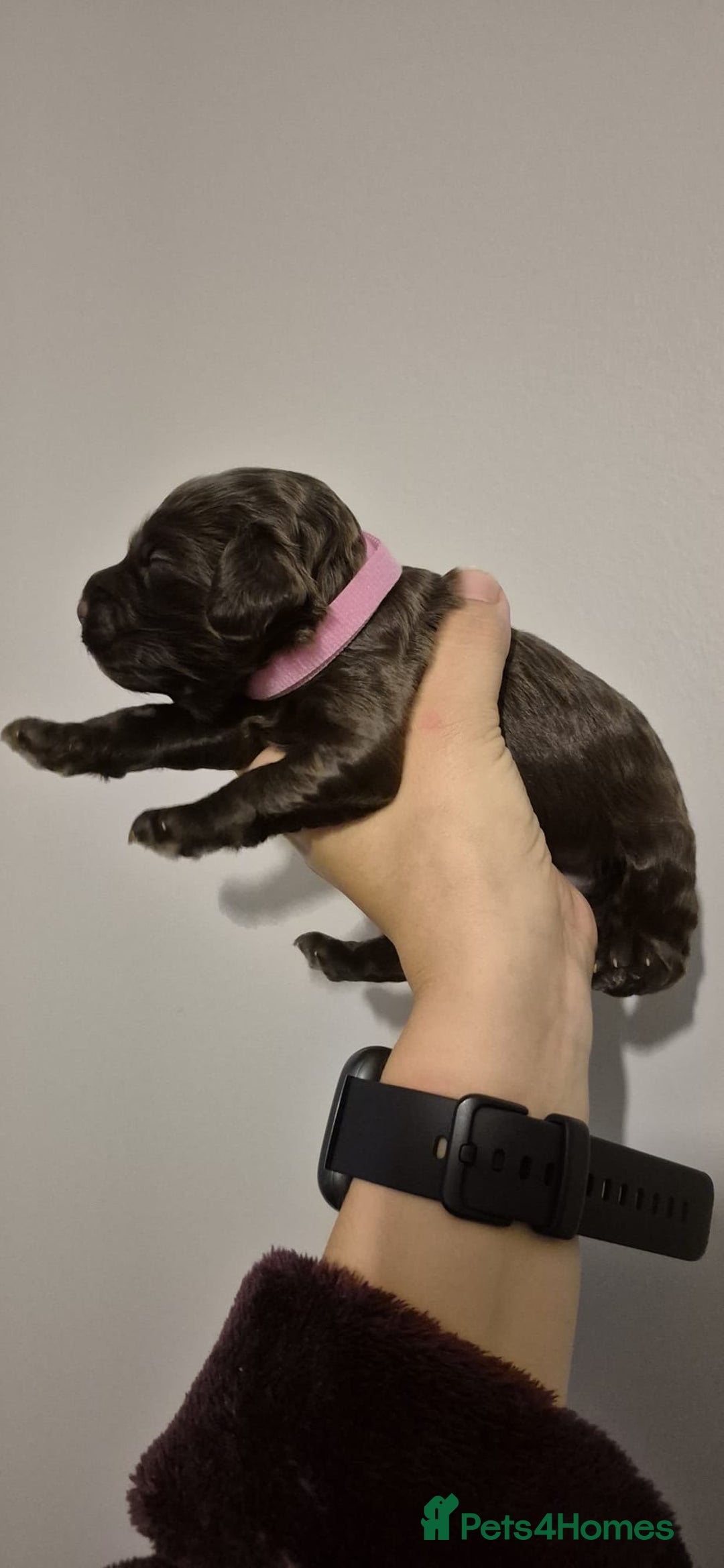 Cockapoo dogs for sale: ✨ Beautiful Cockapoo Puppies –  1 Boy & 4 Girls✨ - Advert 10