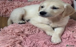 Golden Retriever dogs for sale: Adorable Golden Retriever Puppies  - Image 7