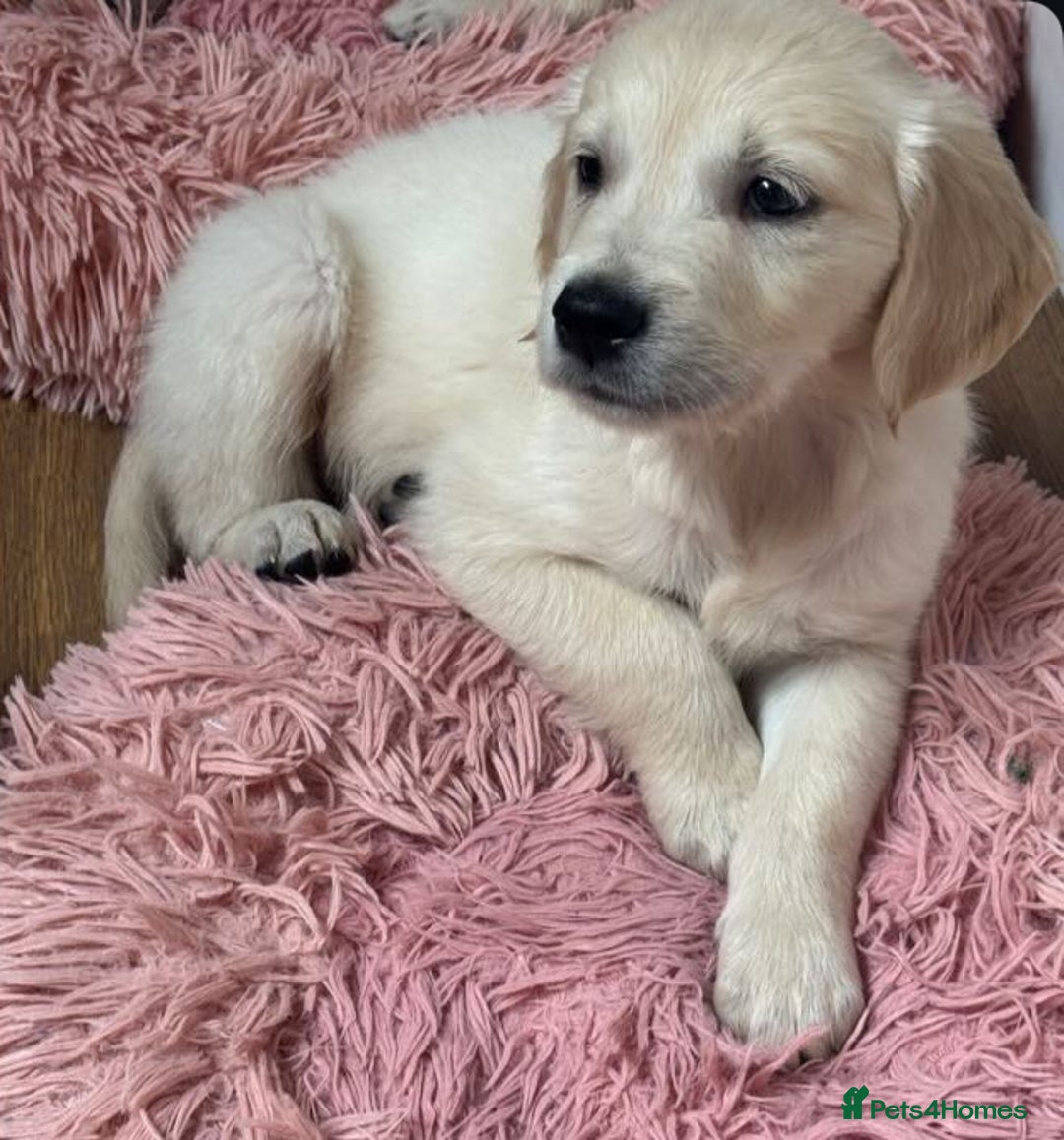 Golden Retriever dogs for sale: Adorable Golden Retriever Puppies  - Image 7
