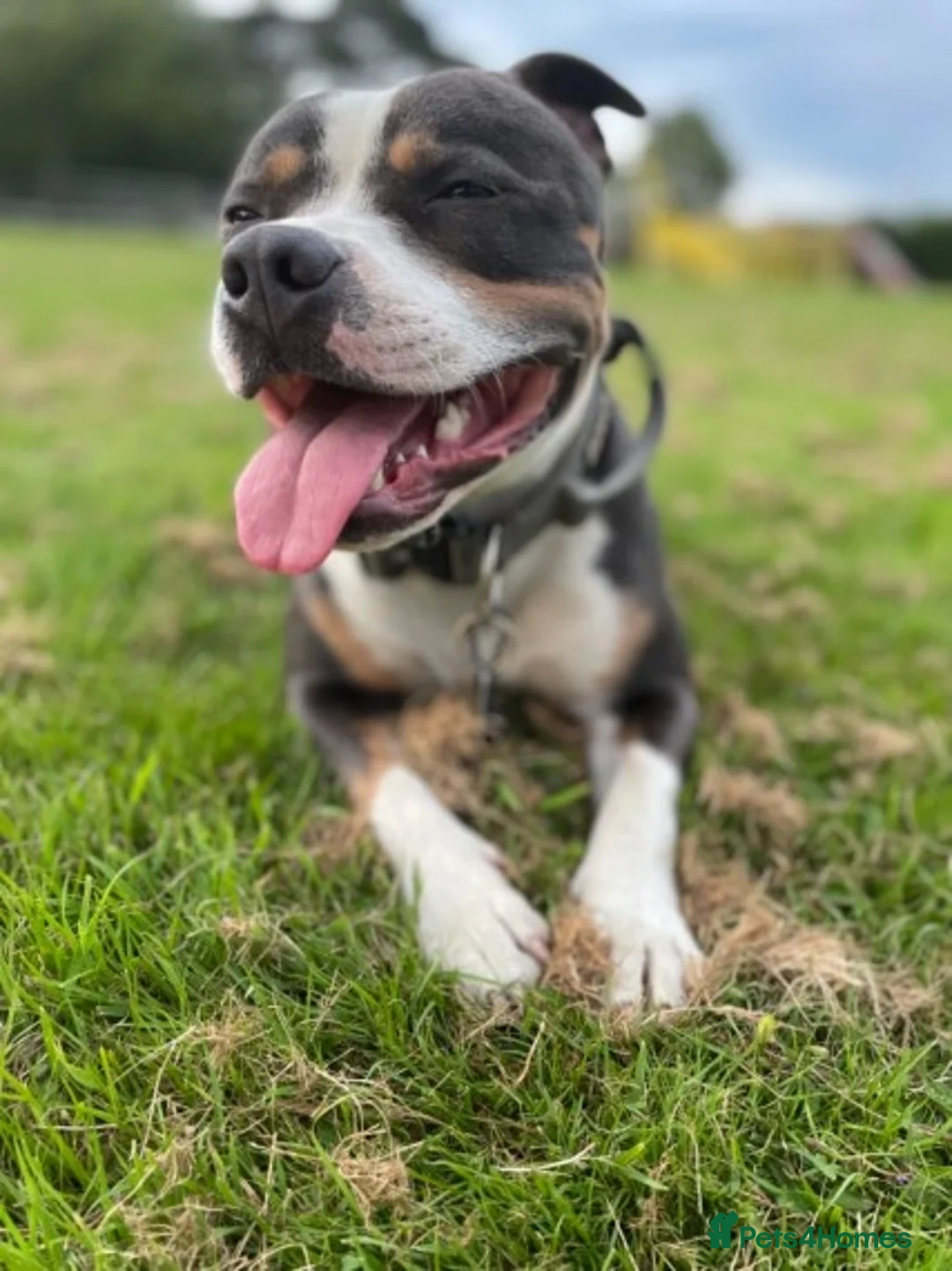 Staffordshire Bull Terrier dogs for stud: Tri blue PROVEN and only the best temperament in Swanage - Advert 3