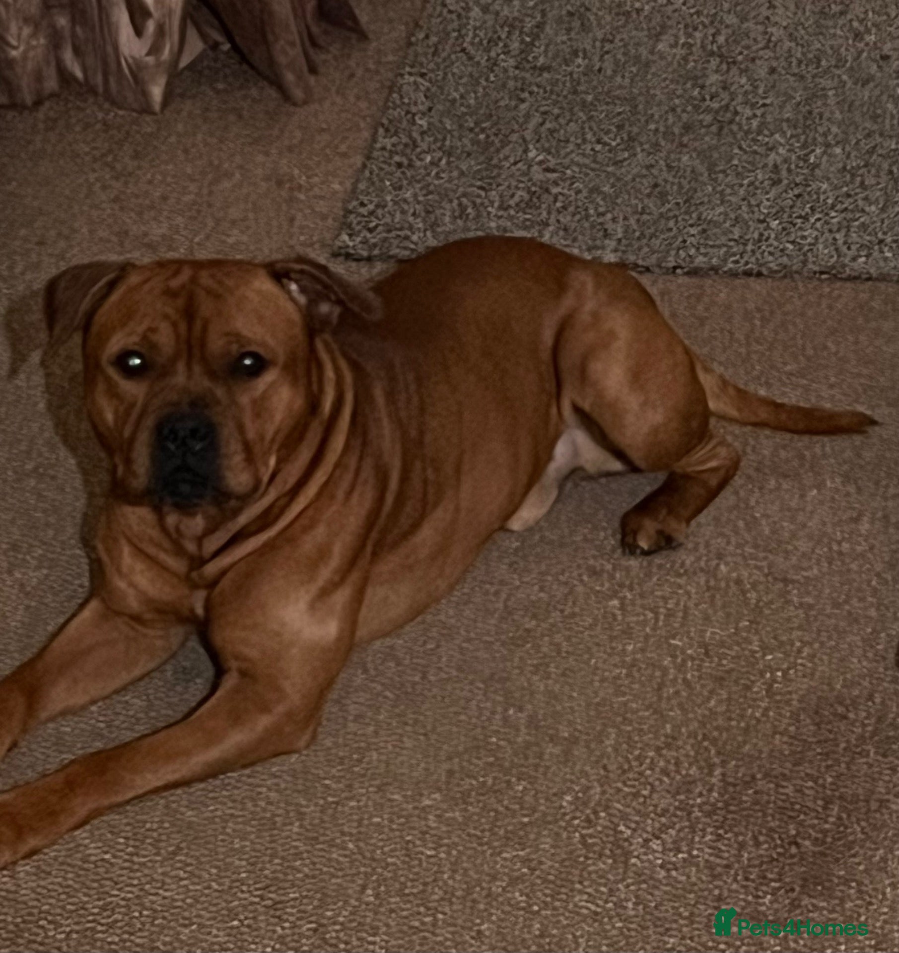 Staffordshire Bull Terrier dogs Stunning Red Staffordshire Bull Terrier (male) - Advert 1