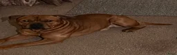 Staffordshire Bull Terrier dogs for sale: Stunning Red Staffordshire Bull Terrier (male) in Chesterfield - Advert 1