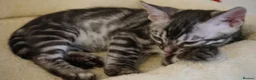 Bengal cats for sale: 2 Tica Registered male Bengal kittens for sale  in Windsor - Advert 20