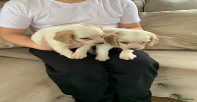 Mixed Breed dogs - Advert 15
