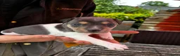 Jack Russell dogs for sale: Jack russel puppies for sale - Advert 9