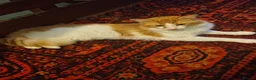 Mixed Breed cats for sale: Two ginger and white kitten's in Glasgow - Advert 7