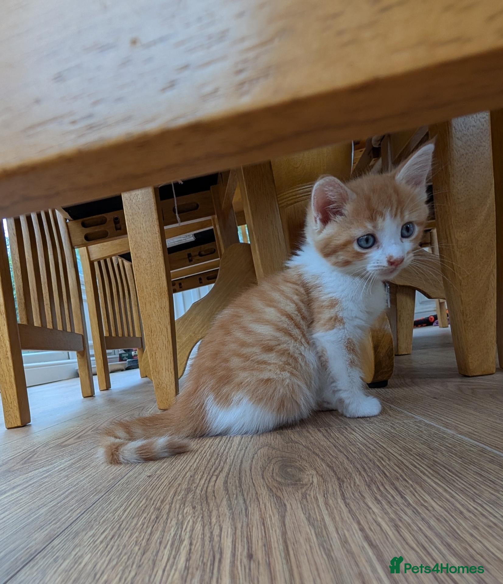 Mixed Breed cats Beautiful kitten for sale - Advert 2