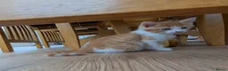 Mixed Breed cats for sale: Beautiful kitten for sale - Advert 1