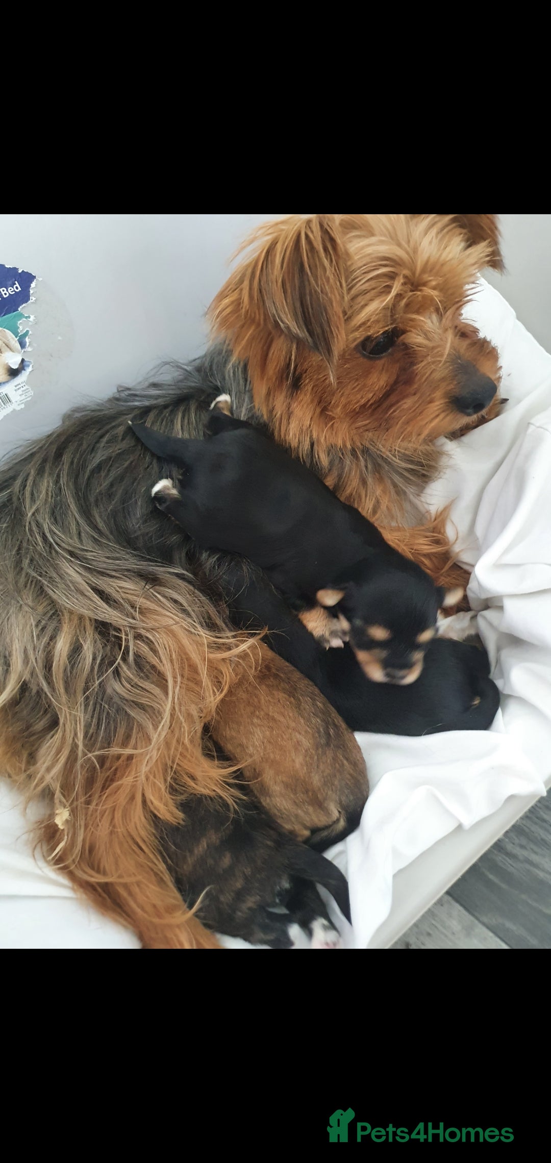 Morkie dogs for sale: Morkie puppies ready to leave  - Image 6