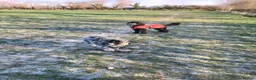 Sheepadoodle dogs for sale: Sheepadoodle (Female) in Pontefract - Advert 5