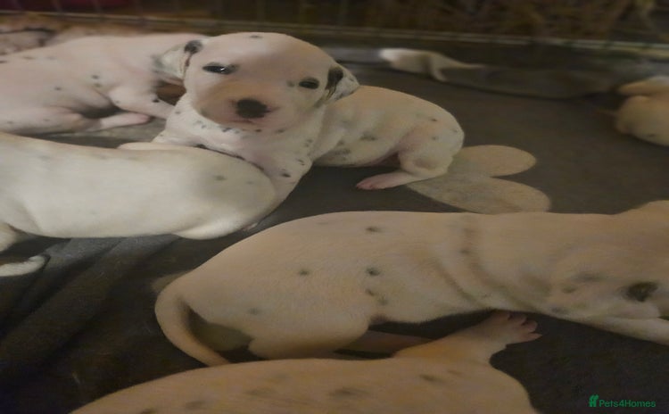 Dalmatian dogs - Advert 5