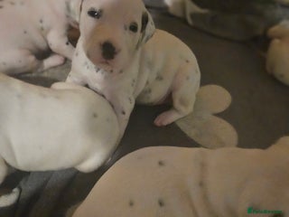 Dalmatian dogs - Advert 3