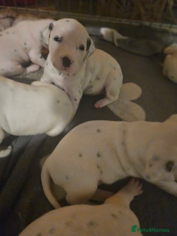 Dalmatian dogs - Advert 5