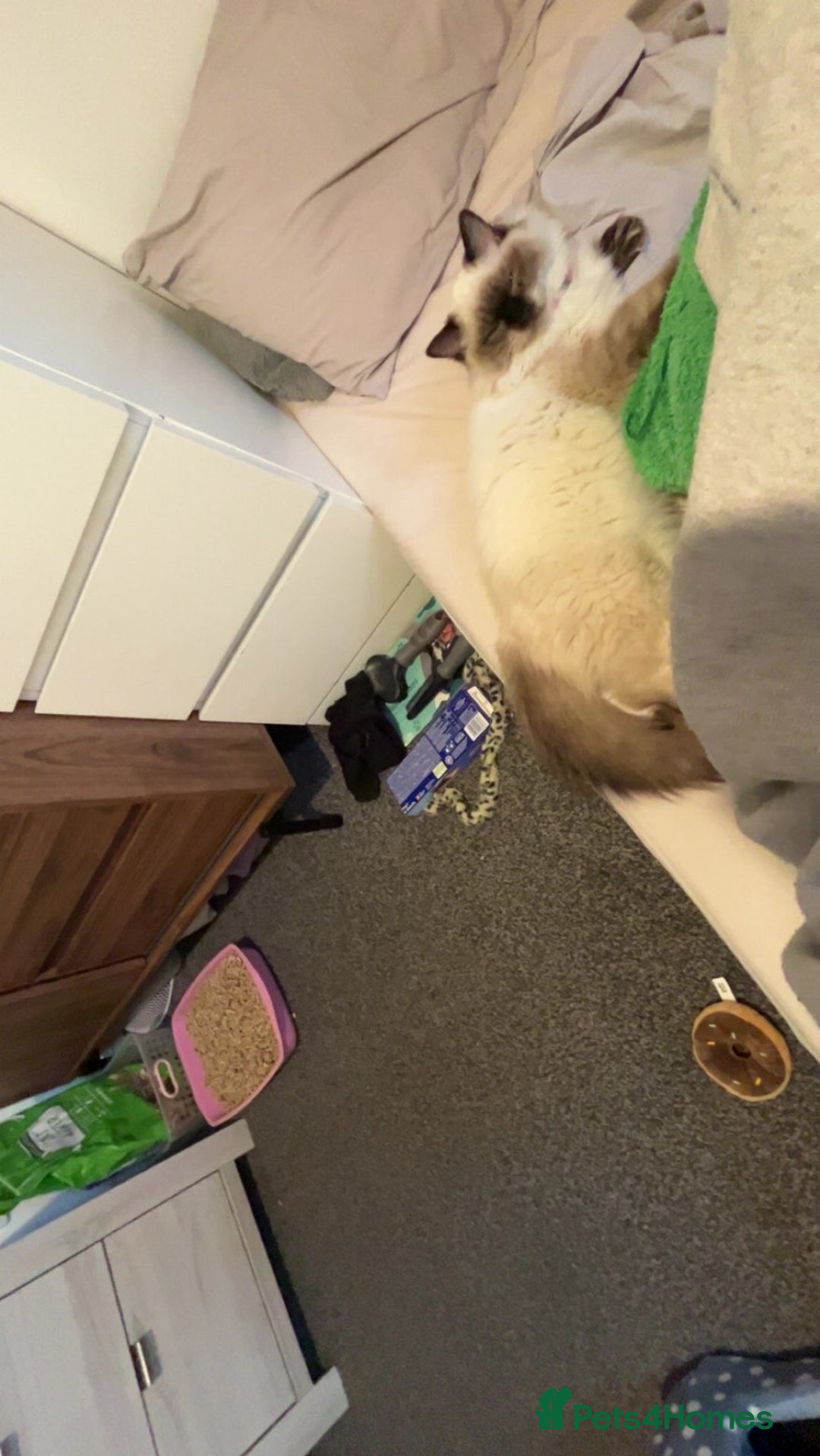 Ragdoll cats for sale: 6 Month Ragdoll😍 - Advert 4