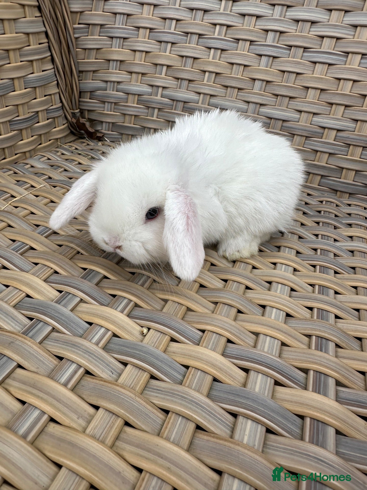Mini Lop rabbits for sale: Blue eyed white mini lops. - Advert 1