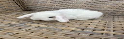 Mini Lop rabbits for sale: Blue eyed white mini lops. - Advert 1