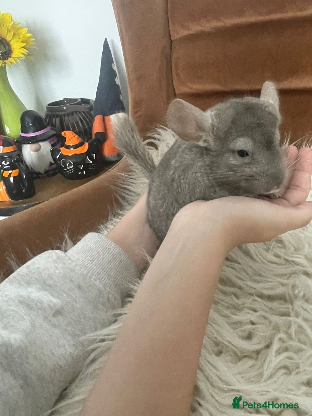 Chinchilla rodents for sale: Boy chinchilla for sale - Image 2