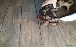 Dachshund dogs for sale: BL12XB  - Image 3
