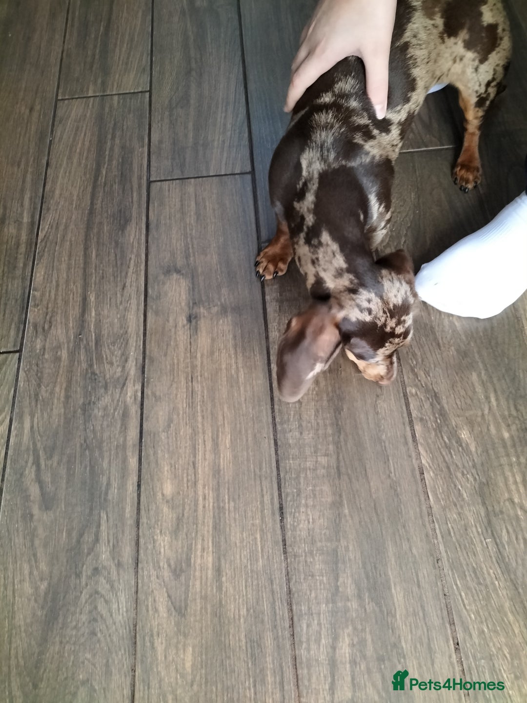 Dachshund dogs for sale: BL12XB  - Image 3