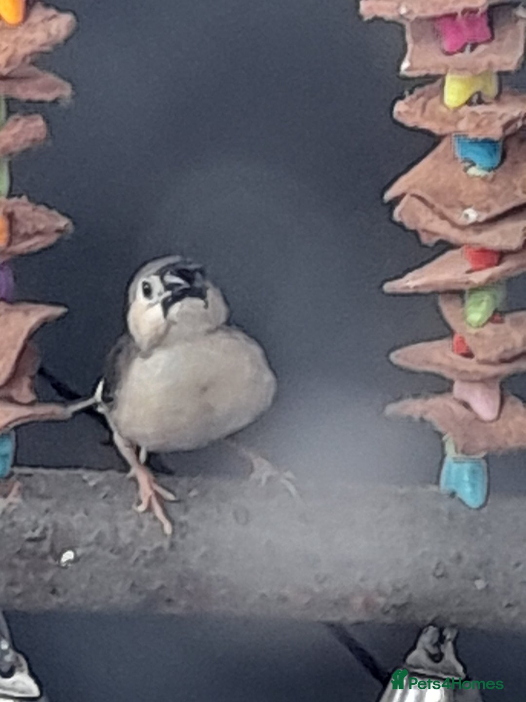 Finches birds for sale: Zebra finches for sale - Image 8